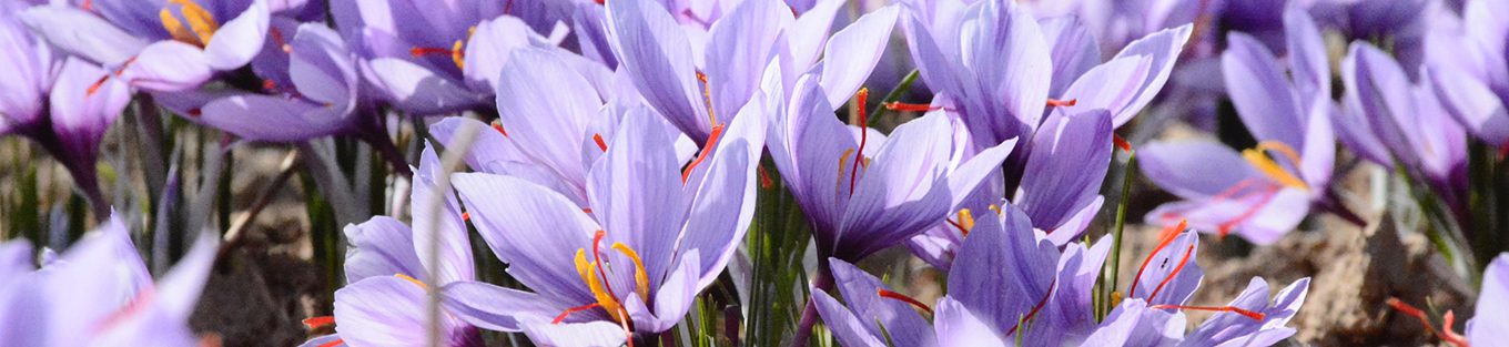 اثر بقایای بنه و عصاره آن بر عملکرد برگ و گل زعفران تحت تاثیر سنین مختلف بقایای مزرعه زعفران